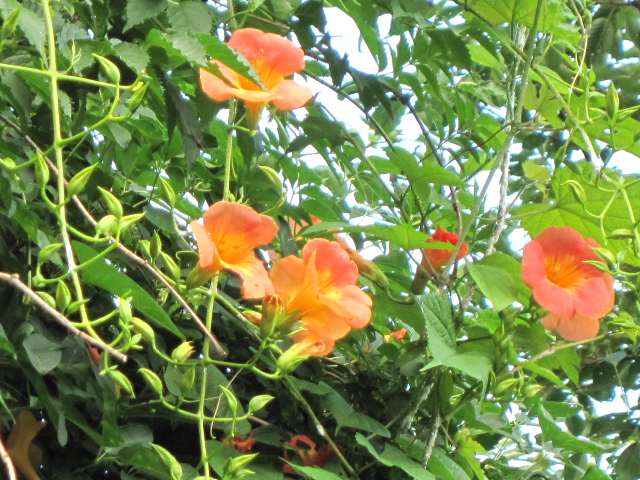 りゅうぜんかずら 今日のダンケ